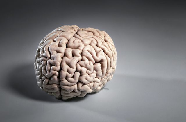 Human Brain --- Image by © Sprint/Corbis